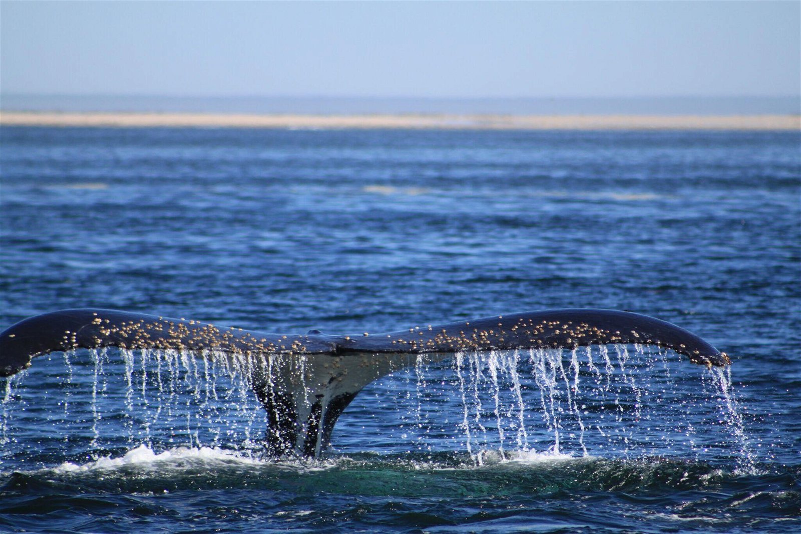 Catamaran Charters - Our Tours - Namibia