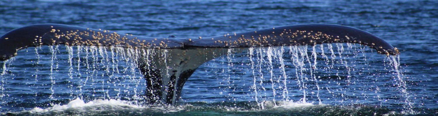 Catamaran Charters - Our Tours - Namibia