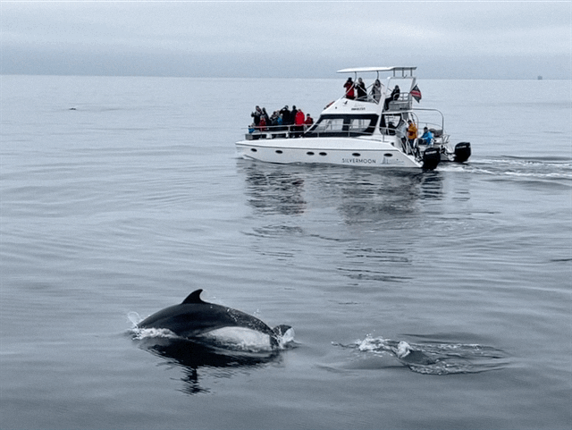 Marine Dolphin & Seal Cruise