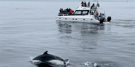 Marine Dolphin & Seal Cruise