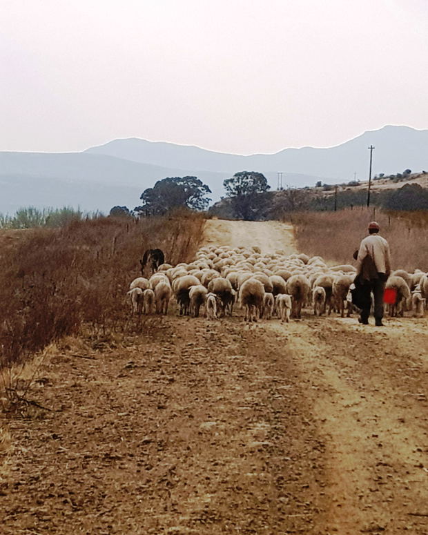 A shepard with sheep 15 km from Clarens and Mont Rouge guesthouse accommodation