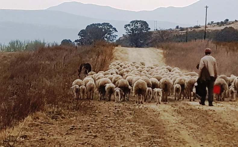 A shepard with sheep 15 km from Clarens and Mont Rouge guesthouse accommodation