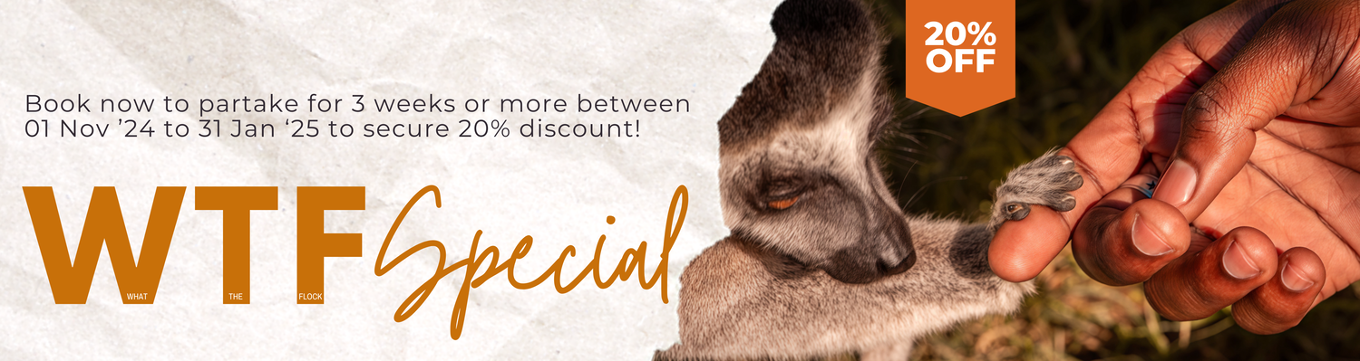 Special discount for volunteering with wild animals in South Africa