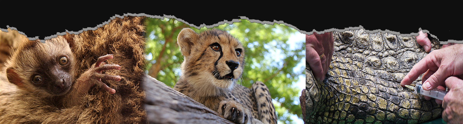 internship, animal intern, vet school, animal experience, cheetah, wildlife intern