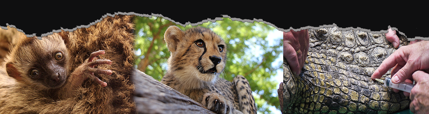 internship, animal intern, vet school, animal experience, cheetah, wildlife intern