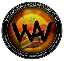 Wild Animal Volunteers - Volunteer Program South Africa