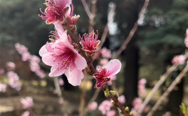 Spring in Clarens