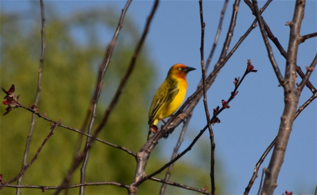 weaver bird