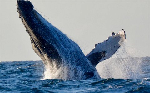 Whale and Maritime Museum 