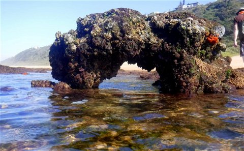 Rocky Shore Excursions