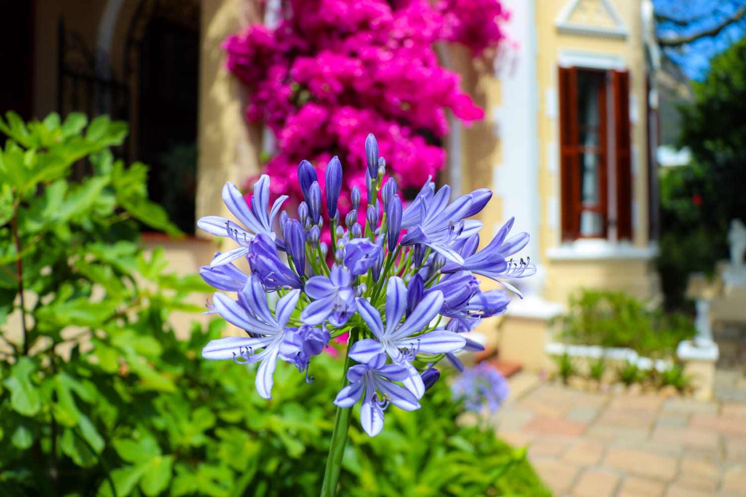 Lush garden