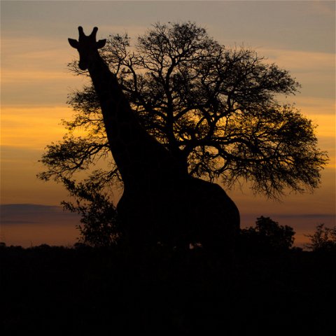 Freely roaming Giraffe silouette
