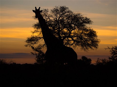 Freely roaming Giraffe silouette