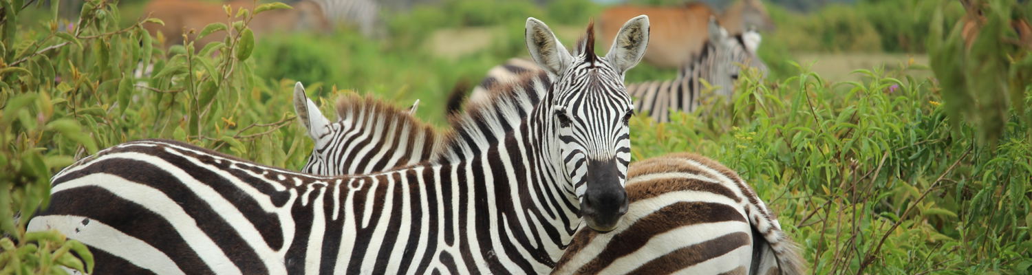 Wild game roam freely between our self cater safari lodges,overnight stays , breakaways