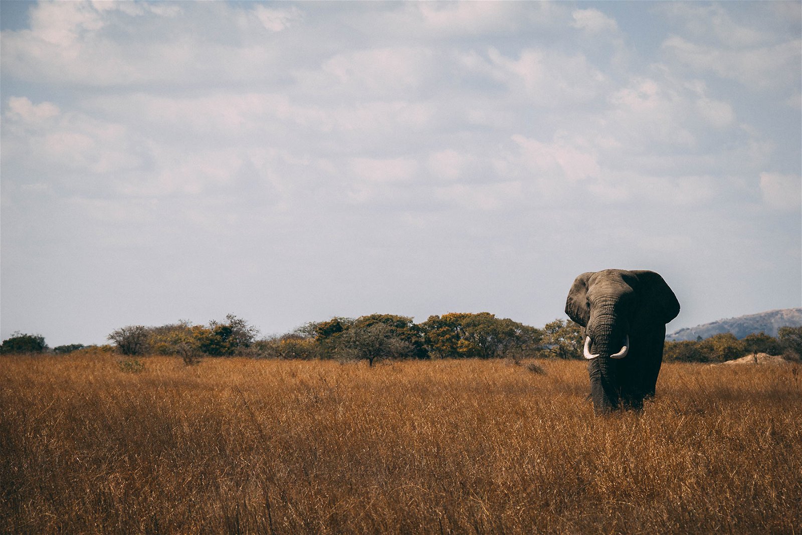 Sakabula Safaris & Tours, at your service!