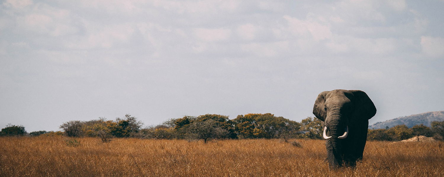 Sakabula Safaris & Tours, at your service!