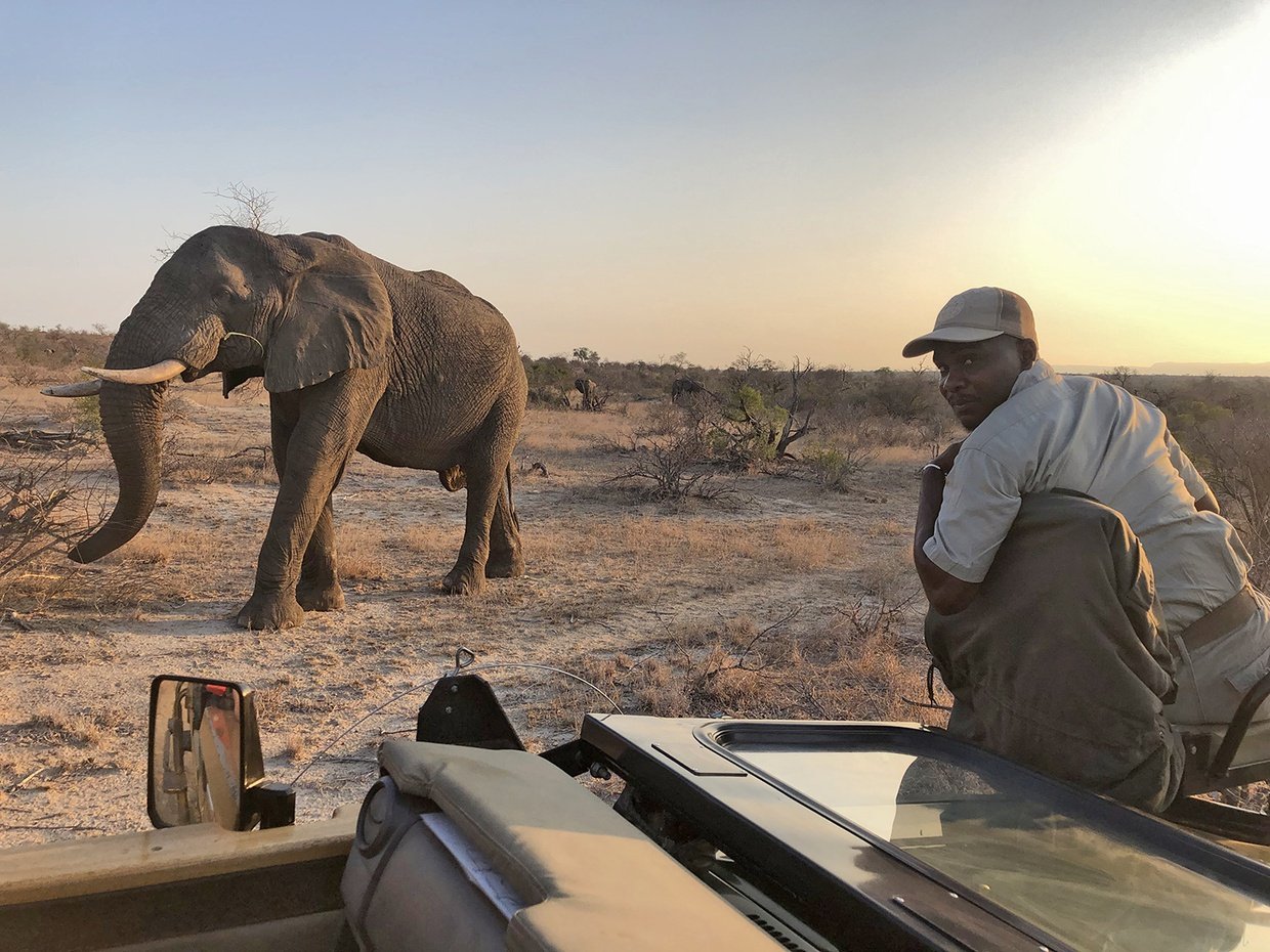 elephant , big game, big 5 , conservation , nature reserve ,Timbavati , Kruger park, safari , bush experience adventures close calls