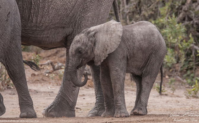 Kruger National Park