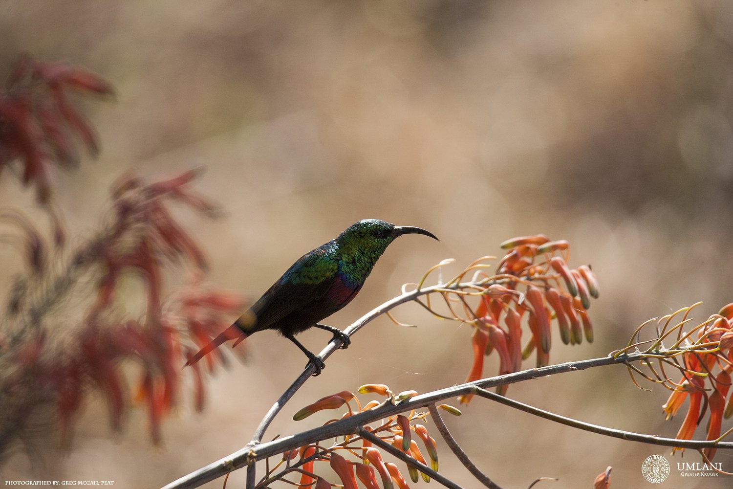 birding Kruger sun bird honey suckle bird enthusiasts wildlife Kruger birds timnbavati birds