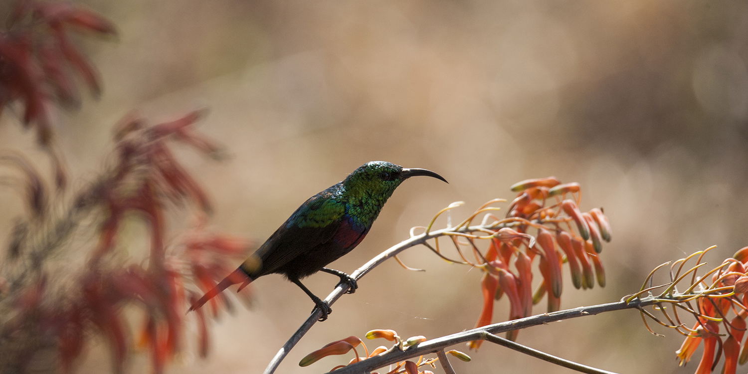 birding Kruger sun bird honey suckle bird enthusiasts wildlife Kruger birds timnbavati birds