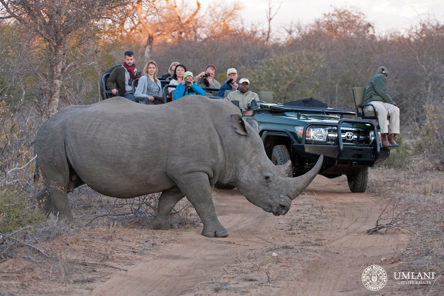 White rhino beside the game vehicle in the Timbavati