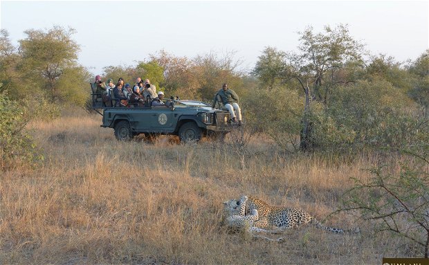 A mother leopard and her cub playing in front of our game drive vehicle- Umlani Bushcamp, Timbavati Game Reserve