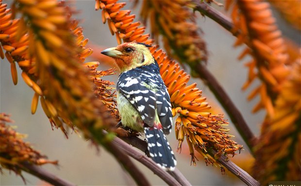 Crested barbet- Umlani Bushcamp, Timbavati Game Reserve