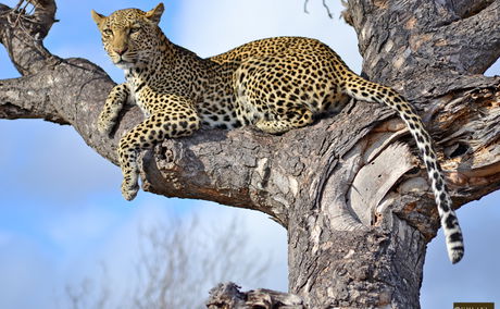 leopard at Umlani Bush Camp