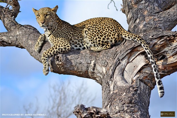 leopard at Umlani Bush Camp