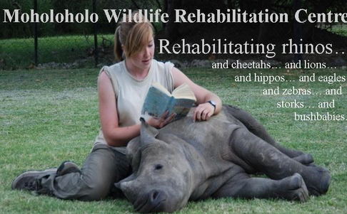 Moholoholo Wildlife Rehabilitation Centre
