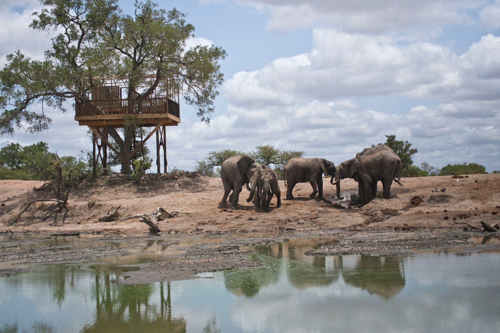 The Umlani treehouse beside the waterhole, with elephants drinking