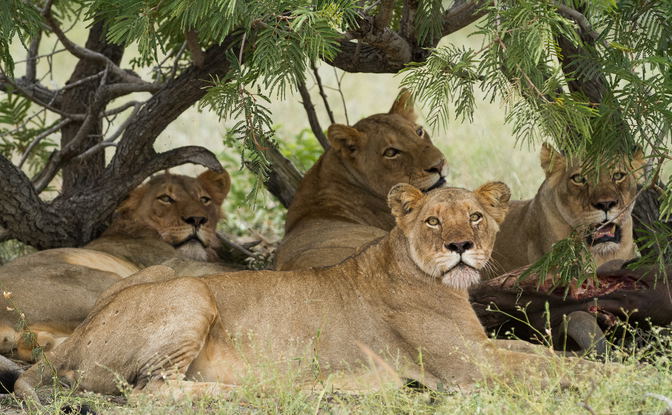 Timbavati Game Reserve