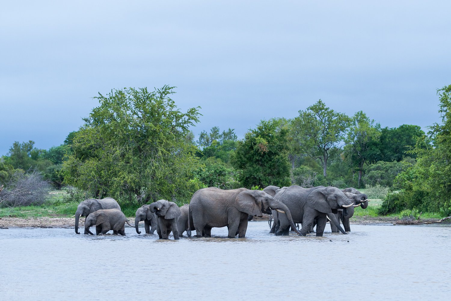 elephants , big 5 , Timbavati private nature reserve tranquility baby elephant 
