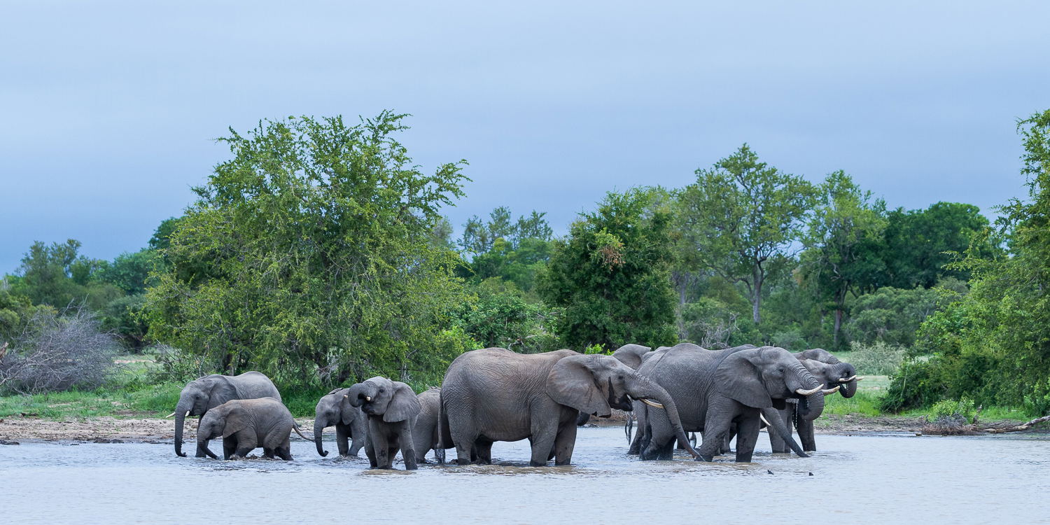 elephants , big 5 , Timbavati private nature reserve tranquility baby elephant