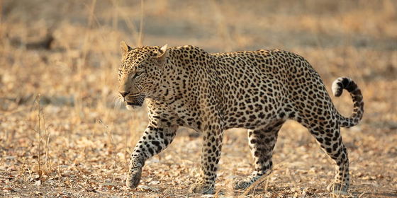 4 Day South Luangwa National Park Wilderness Safari @ $1,280
