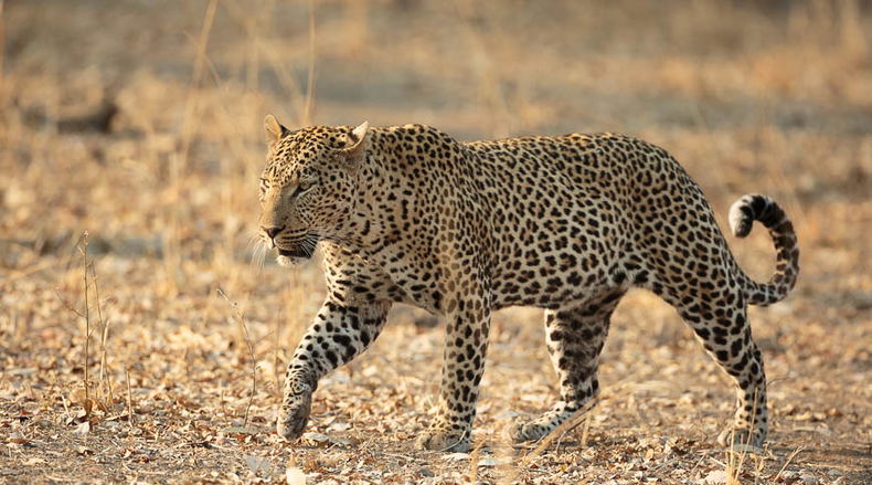 Leopard searching for a hunt Leopard searching for a hunt