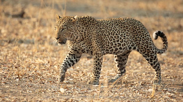 Leopard searching for a hunt Leopard searching for a hunt