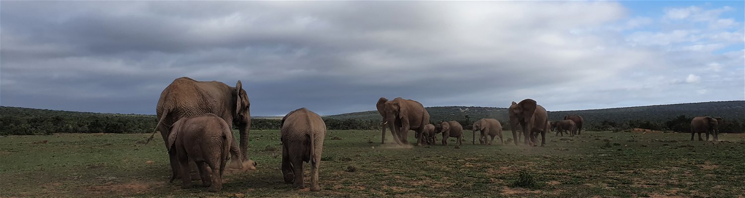 Elephants at Addo Elephant National Park, playing in the dust, with A&A Adventures in South Africa