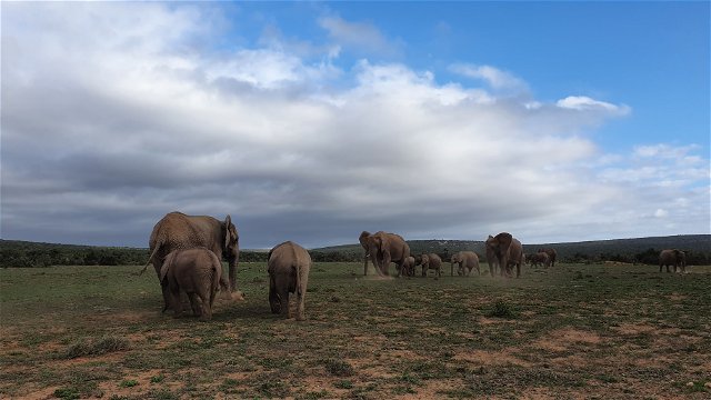 Elephants at Addo Elephant National Park, playing in the dust, with A&A Adventures in South Africa