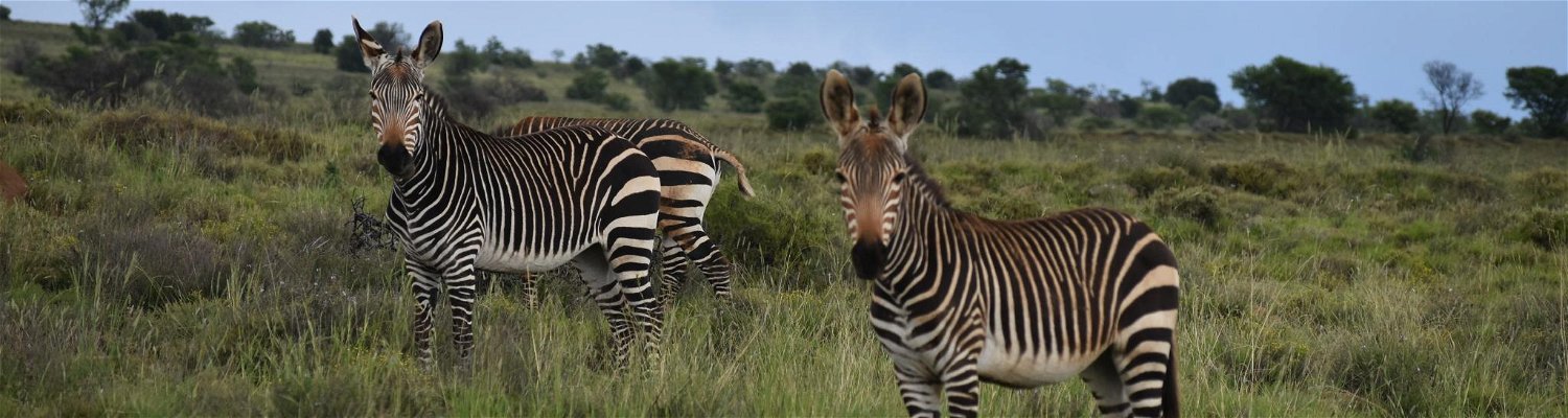 Mountain zebra at the Mountain Zebra National Park  in Cradock, South Africa with A&A Adventures