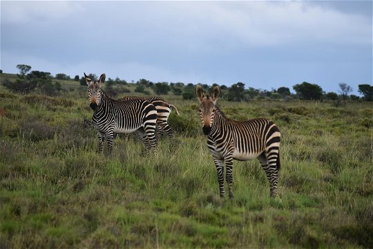 Mountain zebra at the Mountain Zebra National Park  in Cradock, South Africa with A&A Adventures