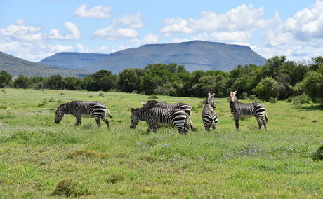Scenery and Mountain Zebras at the Mountain Zebra National Park with A&A Adventures Scenery and Mountain Zebras at the Mountain Zebra National Park with A&A Adventures