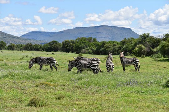 Scenery and Mountain Zebras at the Mountain Zebra National Park with A&A Adventures
