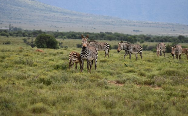 Mountain Zebra National Park, with A&A Adventures in South Africa