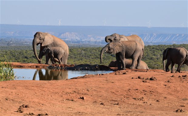 African Elephants at Addo Elephant National Park with A&A Adventures in South Africa