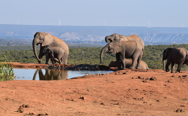 African Elephants at Addo Elephant National Park with A&A Adventures in South Africa African Elephants at Addo Elephant National Park with A&A Adventures in South Africa