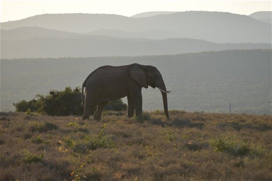 African Elephant at Addo Elephant National Park, A&A Adventures in South Africa