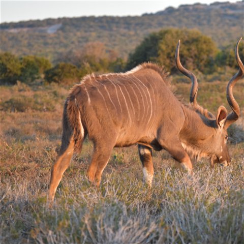 Kudu bull viewed on safari with A&A Adventures in South Africa
