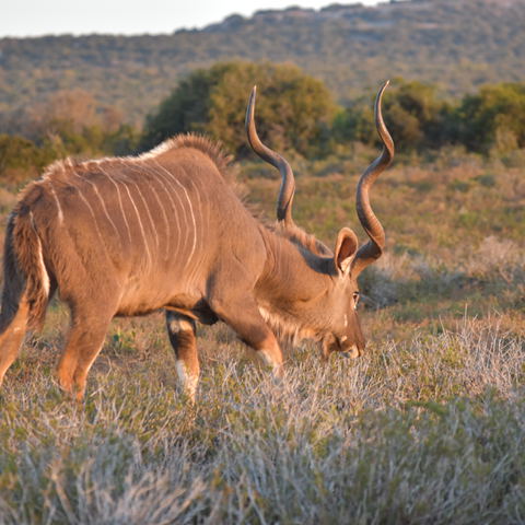 Kudu bull viewed on safari with A&A Adventures in South Africa