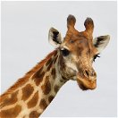 Giraffe, photographed on an A&A Adventures Experience in the malaria free Eastern Cape of South Africa